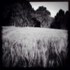 Wheat Fields. Can't...