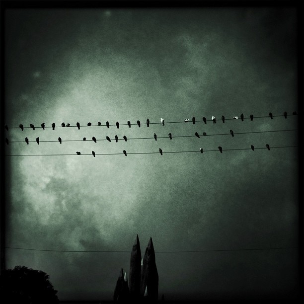 Where do birds go at night?