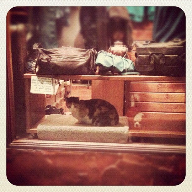 The windows shopping series