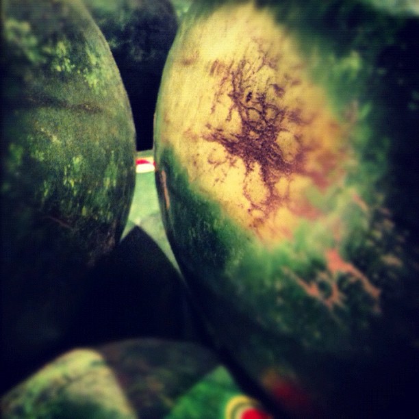 The Market Series - Watermelon