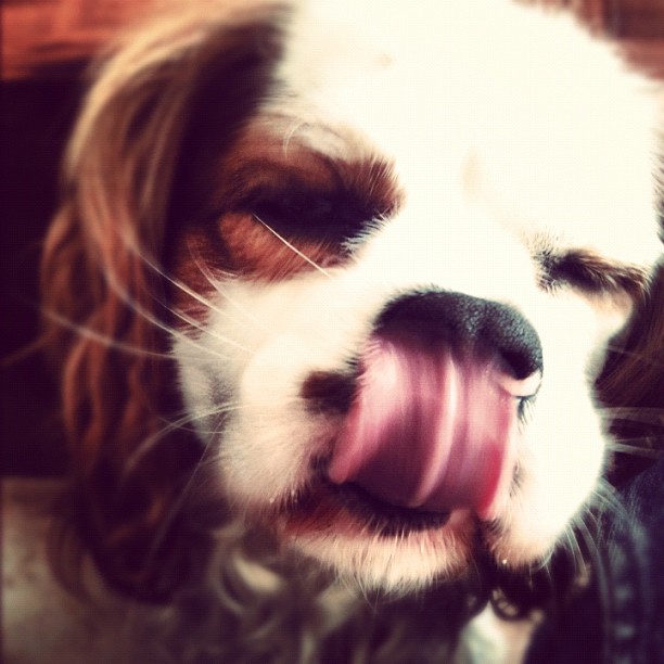 charles cavalier