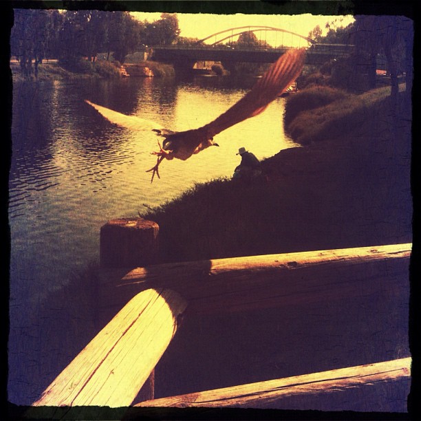 David Attenborough, eat dust! Black Crowned Heron flying over the fisherman.