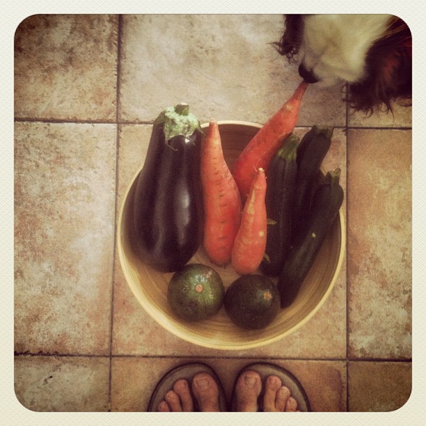 The Zucchini Family ( inspired by the lovely @leatlv @razorut @hagiting ) Sniffer on the right is Cashew, my @blueeyedcavalier 
< />
<div class=