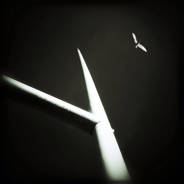 Park Life Minimalism