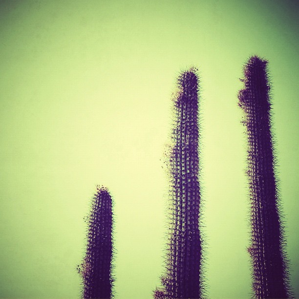 Wonder plants of the Ein Gedi oasis
