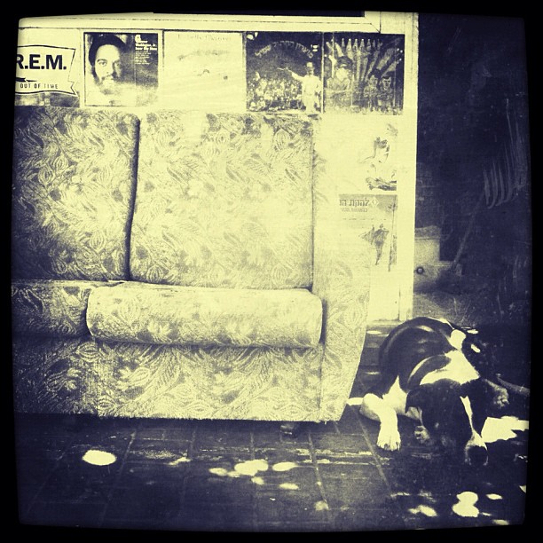 I adore dogs and love music, and combined, this is heaven