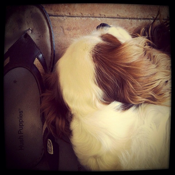 Cashew (@blueeyedcavalier), our beloved King Charles Cavalier, likes to sleep on my Hush Puppies sandals 
< />
<div class=